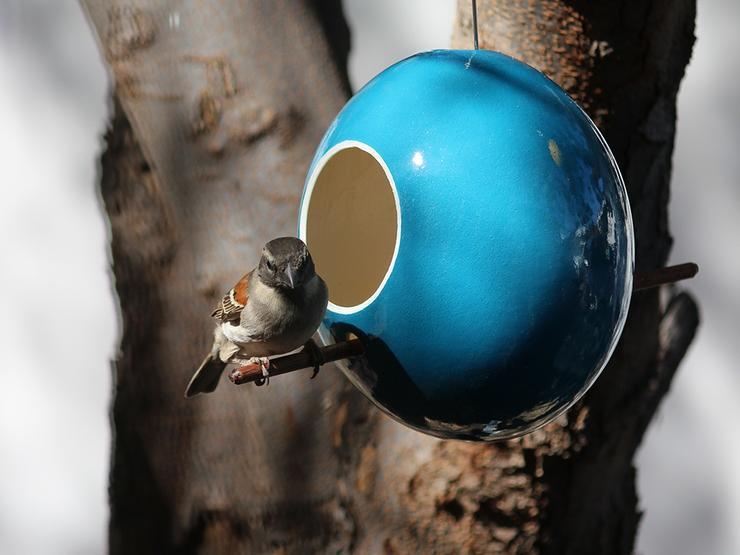 Strudseæg - foderbræt tyrkis